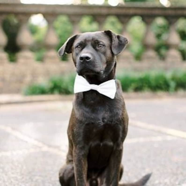 White Dog Bow Tie Formal Bow Tie for Dogs Detachable Dog Etsy