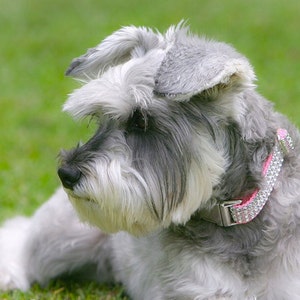 K&ouml;nnte beinhalten: Ein kleiner, grau-wei&szlig;er Zwergschnauzer mit einem rosafarbenen Strass-Halsband liegt im Gras.