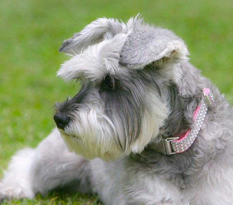 K&ouml;nnte beinhalten: Ein kleiner, grau-wei&szlig;er Zwergschnauzer mit einem rosafarbenen Strass-Halsband liegt im Gras.