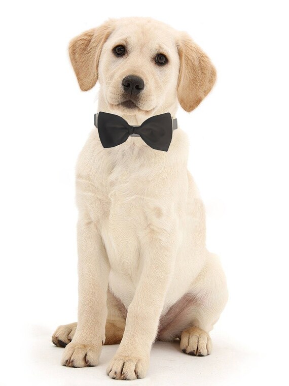 Gray Dog Bow Tie Formal Bow Tie for Dogs Detachable Dog