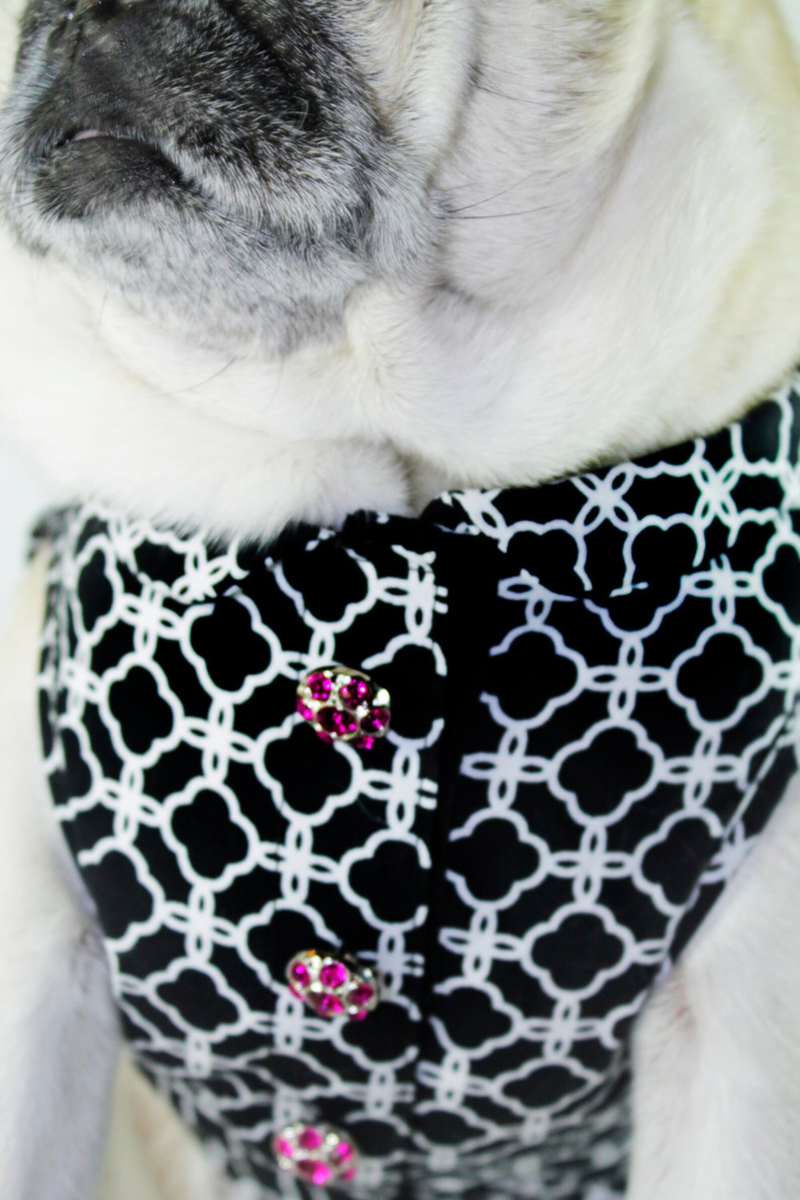 Black Dog Dress Dog Clothes Fancy Dog Clothes Wedding Etsy