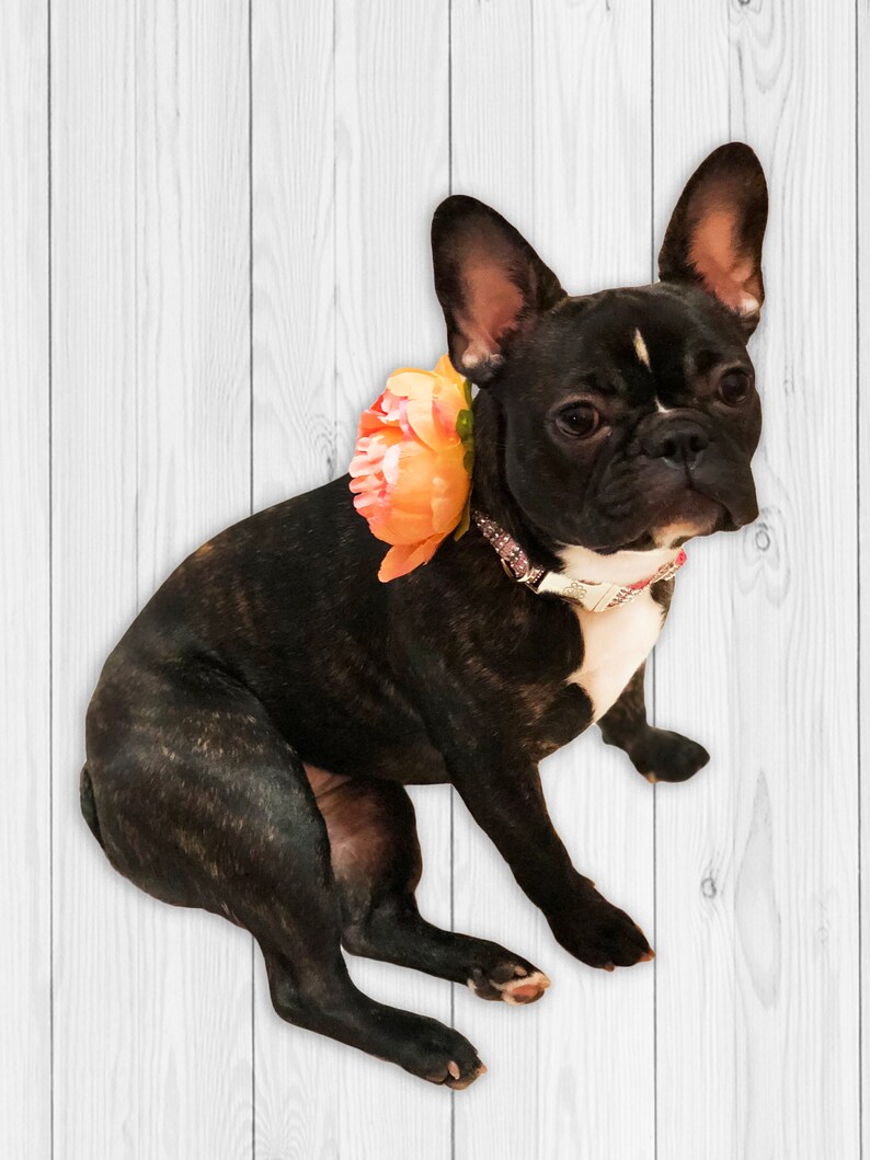 May include: A black and white French bulldog wearing a pink flower and a sparkly collar, sitting on a white wood background.