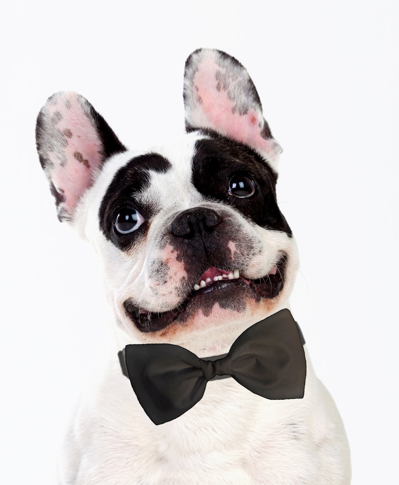 Gray Dog Bow Tie Formal Bow Tie for Dogs Detachable Dog Etsy