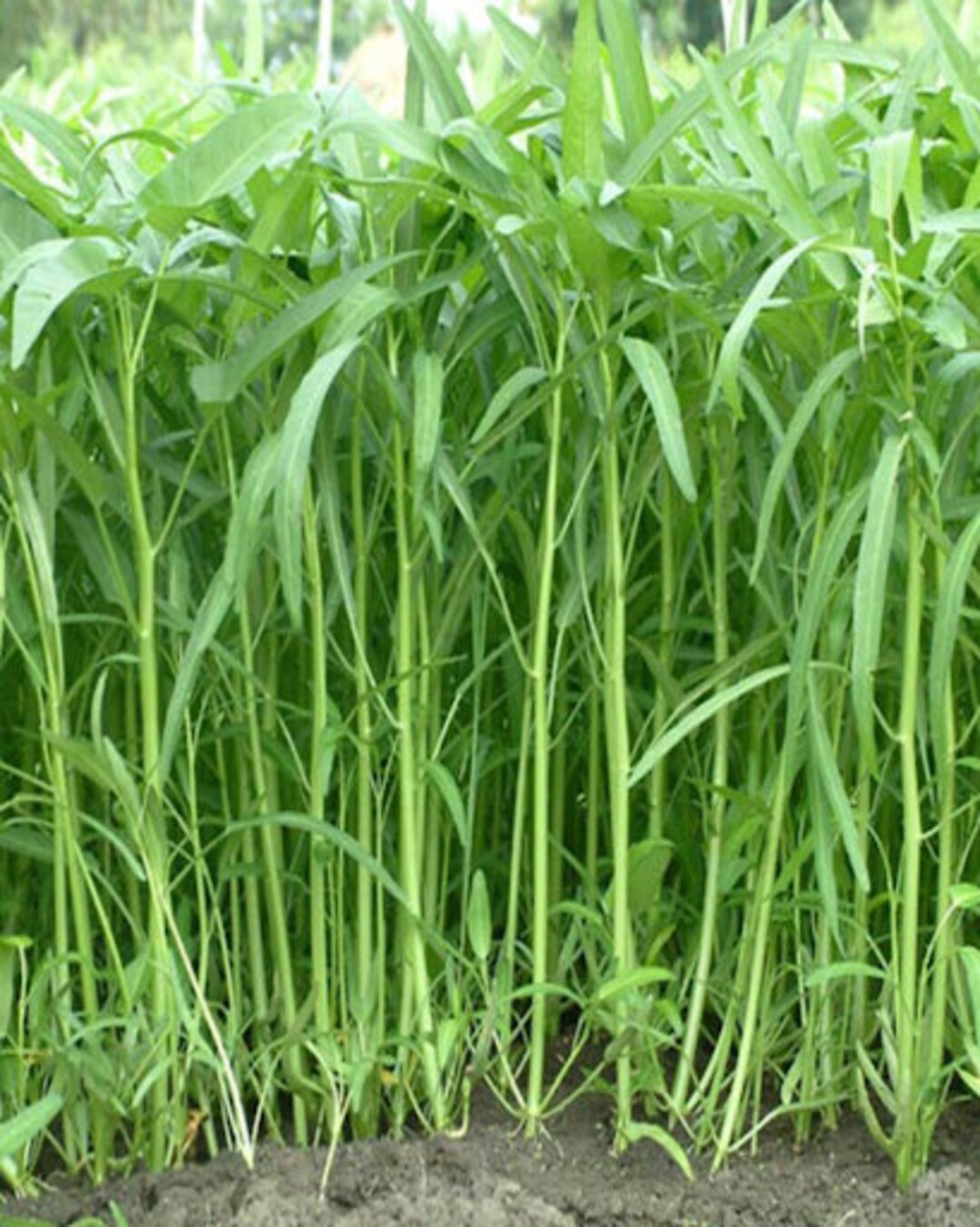 Hat Giong Rau Muong La Tre 100 Hat Giong Rau Muong, 100 Seeds Water