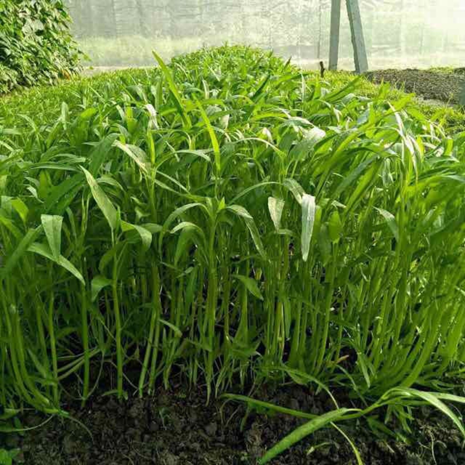 Hat Giong Rau Muong La Tre 100 Hat Giong Rau Muong, 100 Seeds Water