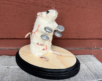 Taxidermy Weightlifting Rocky the Rat