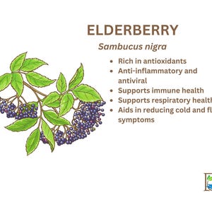 Elderberry Glycerite ~ Alcohol-Free Tintcure ~ Herbal Supplement