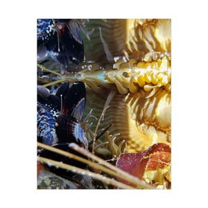 Underwater Sea Anemone Reflection Photo