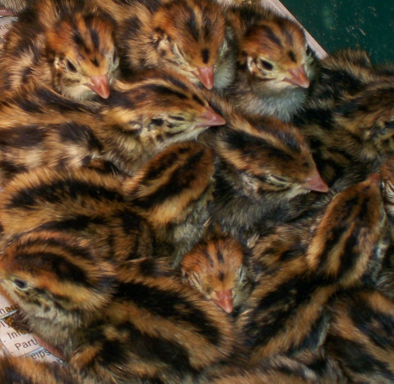 Jumbo Brown Coturnix Quail Fertile Hatching Eggs | Etsy