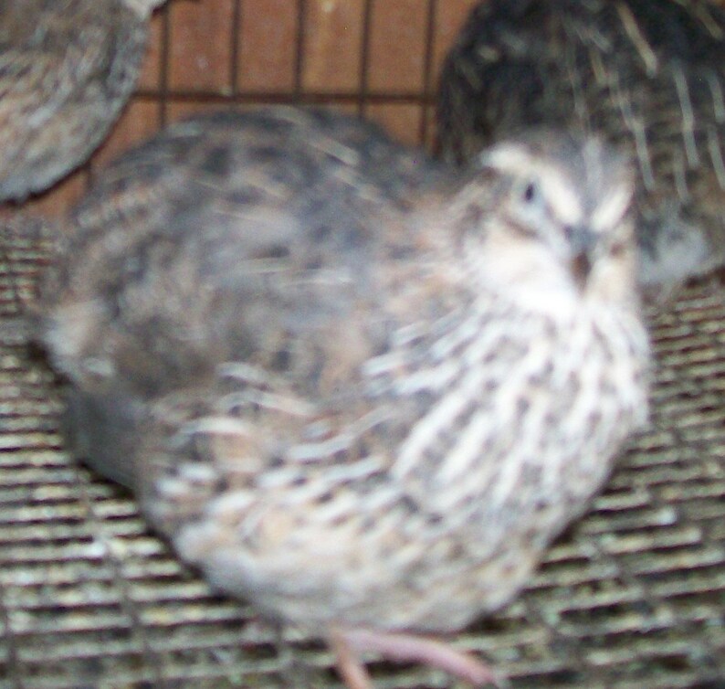 Jumbo Brown Coturnix Quail Fertile Hatching Eggs | Etsy