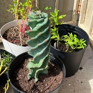 Spiral Cactus