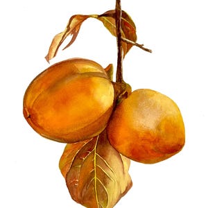 Watercolour original artwork