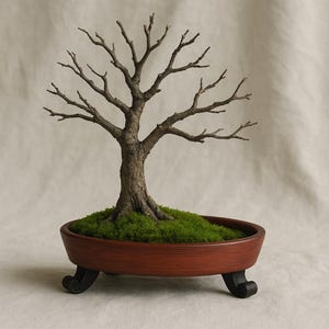 Hölzerne Drunken Sea Legs Bonsai Schale