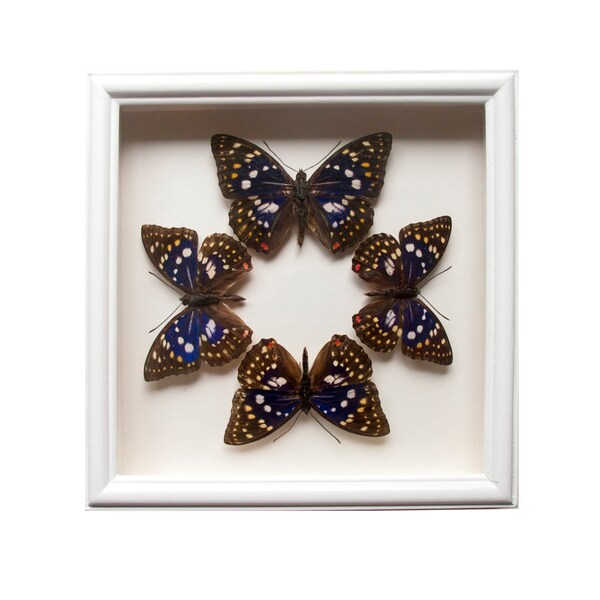 Real Butterfies in Square Frame. "Blue Princesses". 9.3 x 9.3 in. (23.5 x 23.5 cm.).