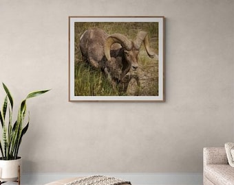 Impresión de pared de borrego cimarrón