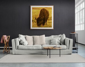 Impresión de pared de bisontes pastando bajo la lluvia de la hora dorada