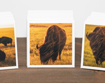 Juego de imanes de bisonte americano, fotografía de vida silvestre, regalo de parques nacionales