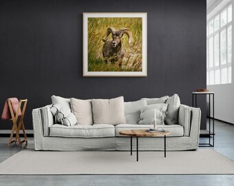 Borrego cimarrón - Impresión de pared de hierba de la pradera