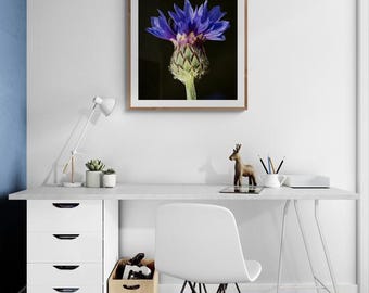 Impresión de pared de 5 flores de San Juan