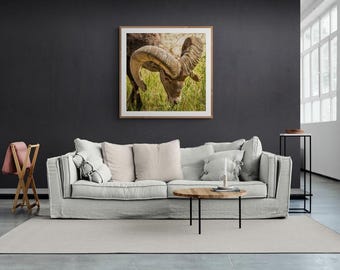 Impresión de pared de Carnero de cerca