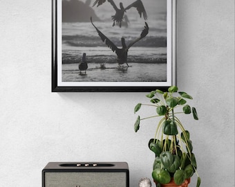 Pelícanos, "Mi amor son las aves marinas" Impresión de pared
