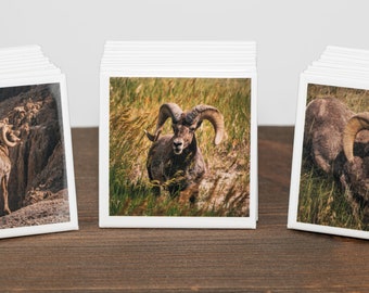 Juego de imanes de borrego cimarrón, fotografía del Parque Nacional Badlands (5 x 5 cm)