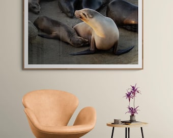 El cuidador, impresión de pared de leones marinos de La Jolla, vida silvestre de California
