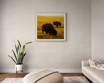 Bisonte en la pradera - Tres son multitud