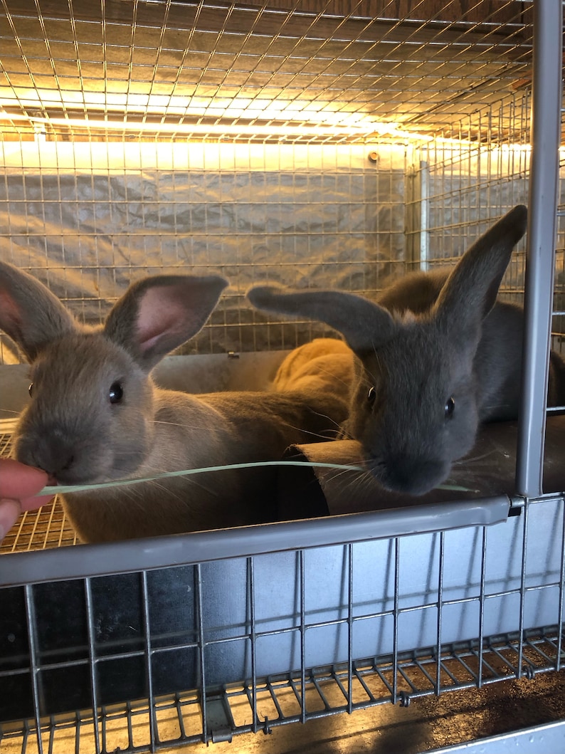 Organic Rabbit Manure Fertilizer: Natural Garden Compost (1.25lb Bag ...