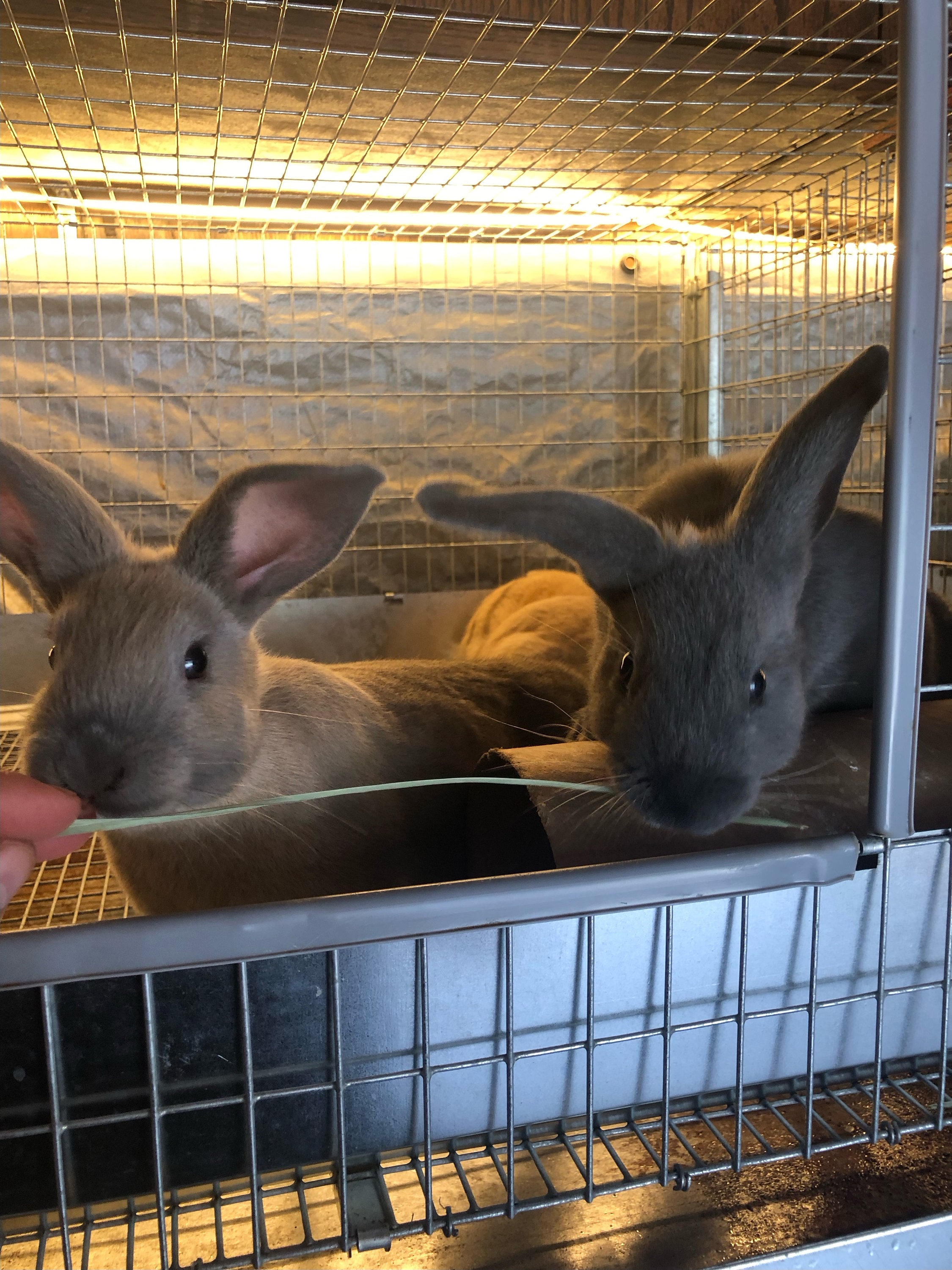 Organic Rabbit Manure Fertilizer: Natural Garden Compost (1.25lb Bag ...