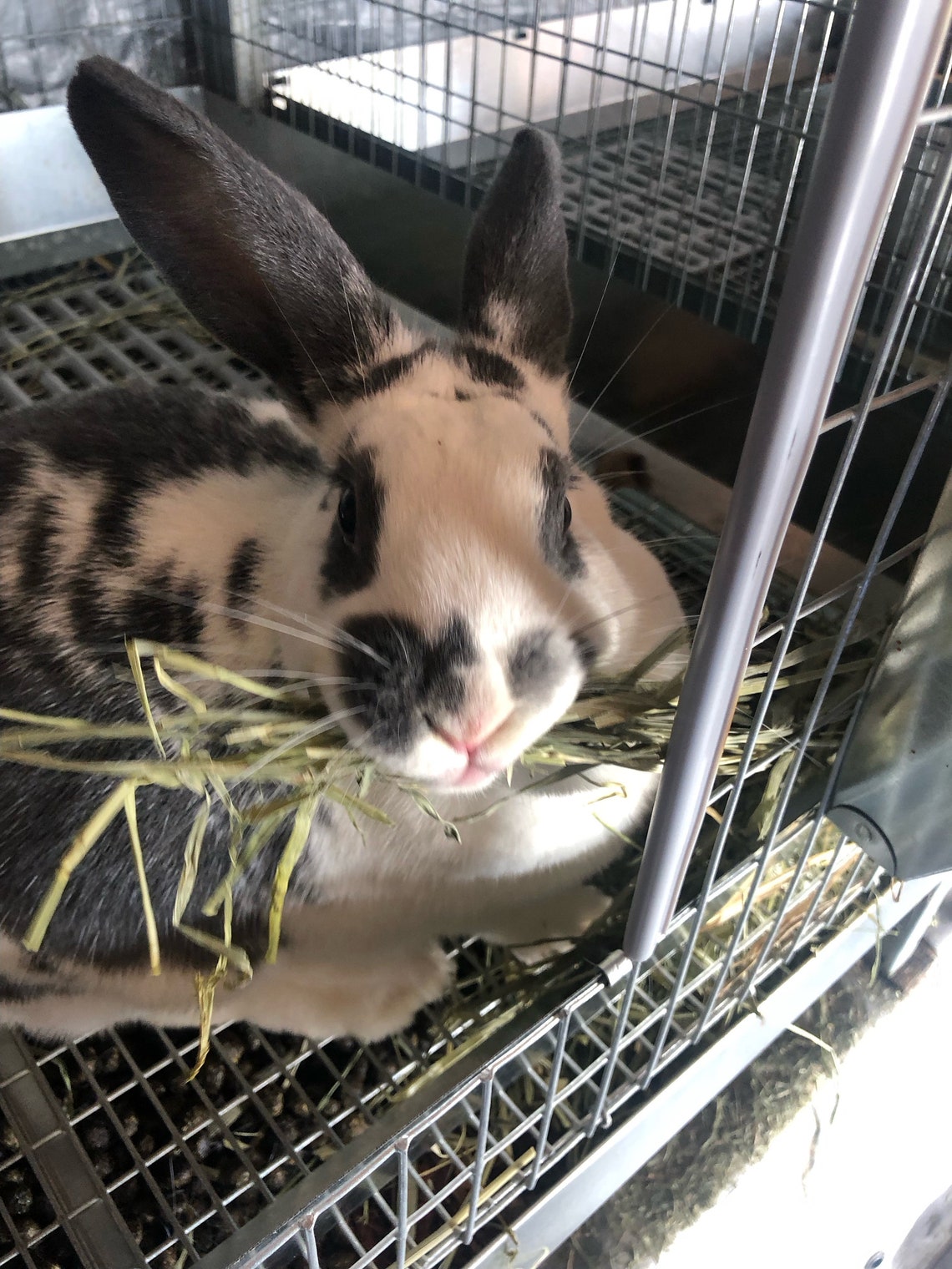 Organic Rabbit Manure Fertilizer: Natural Garden Compost (1.25lb Bag ...