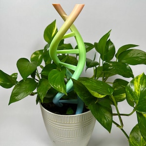 Puede incluir: Una maceta de cerámica blanca con una planta de hojas verdes y una estaca para plantas en forma de hélice de ADN colorida. La estaca hace la transición de melocotón a amarillo, verde y azul. La planta tiene hojas verdes vibrantes.