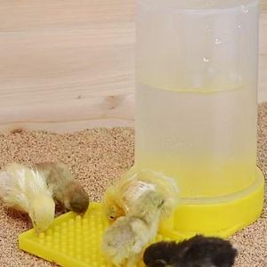 Può includere: Diversi pulcini soffici, in tonalità di giallo, marrone e nero, si radunano attorno a un vassoio giallo per l'alimentazione. Un abbeveratoio in plastica trasparente con base gialla è nelle vicinanze. La scena è ambientata su un letto di piccoli granuli marroni.