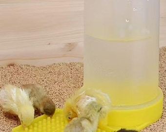 Pollo codorniz – bebedero para pollitos sin ahogamiento Coturnix Bob pollitos celadón de botón blanco