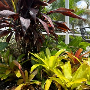 Hawaiian Red Ti Cordyline Plant