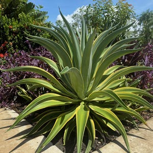 Agave Smooth Desmetiana Variegata Plant