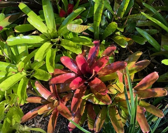 ブロメリア・エアープランツ Neoregelia High Voltage 7493-2-Neoregelia-High-Voltage