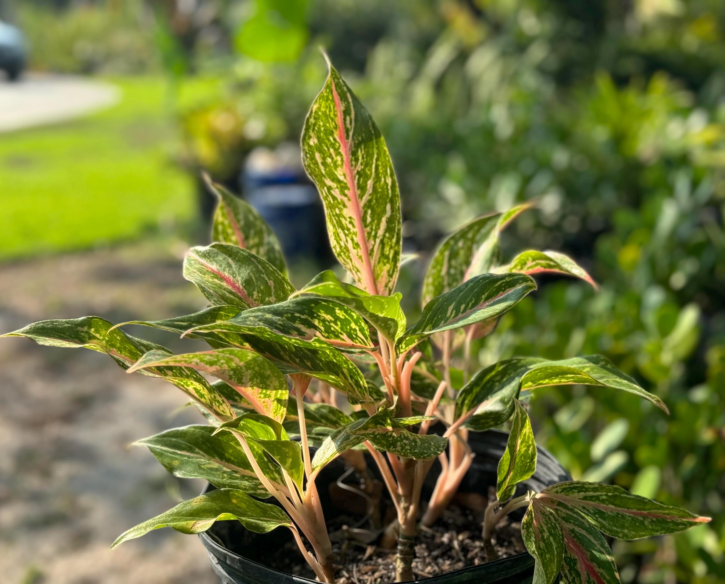 その他観葉植物 Aglaonema Diana variegated Aglaonema Diana – TerraFlora Global