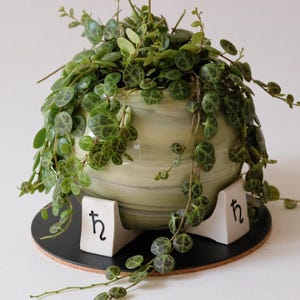 May include: A potted String of Turtles plant in a light green and white ceramic pot. The pot sits on a black, round base with two white, angular supports. The plant has small, round, green leaves and trailing vines.