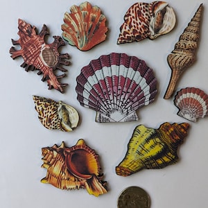 May include: A collection of nine different seashells, each with unique colors and patterns. The shells are made of wood and have a realistic appearance. They are arranged on a white background.