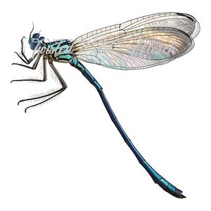 May include: A blue and green dragonfly with iridescent wings. The dragonfly is in flight with its wings spread out.