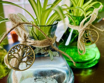 Hydroponic Spider Plant: Easy Care Air Purifier - Etsy