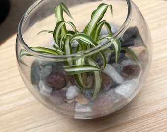 Hydroponic Spider Plant: Easy Care Air Purifier - Etsy