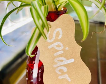 Hydroponic Spider Plant: Easy Care Air Purifier - Etsy