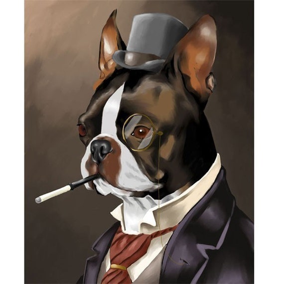 boston terrier american gentleman