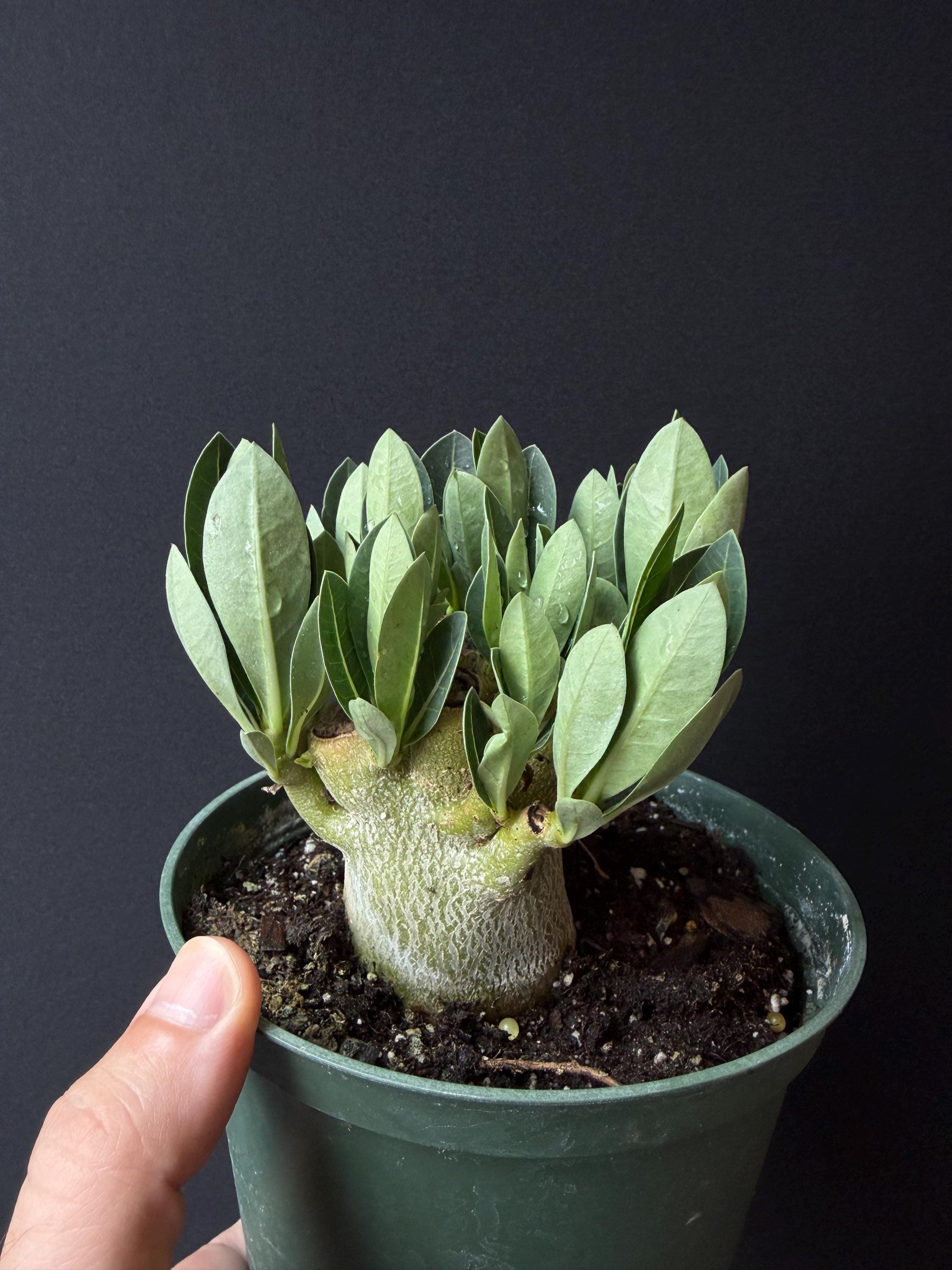 アデニウムアラビカム - Etsy 日本