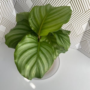 Calathea Orbifolia/ House Plant