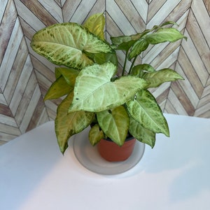 Syngonium White Butterfly/ Tropical Plants/ Houseplant