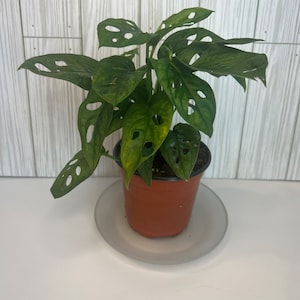 Monstera Adansonii/ Monstera Swiss Cheese