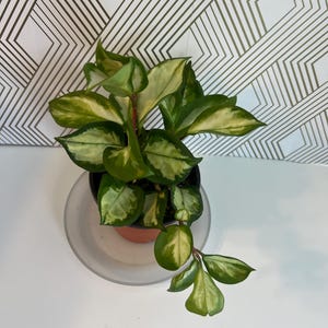 Hoya Krimson Princess/ Hoya Carnosa